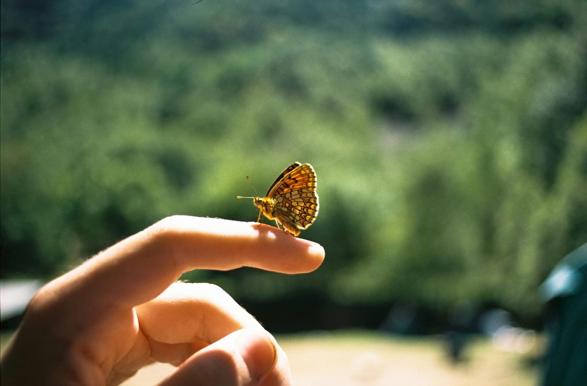 Caroline Spangenberg